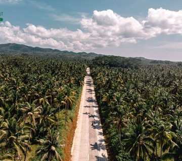 Facts About Coconut in Indonesia that You Should Know