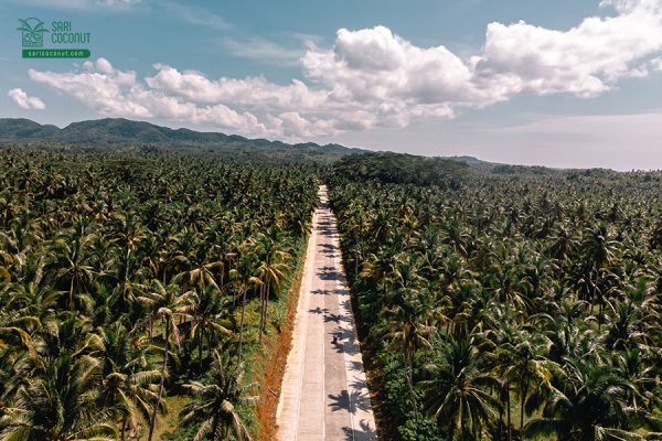 facts-about-coconut-in-Indonesia-that-you-should-know Facts About Coconut in Indonesia that You Should Know