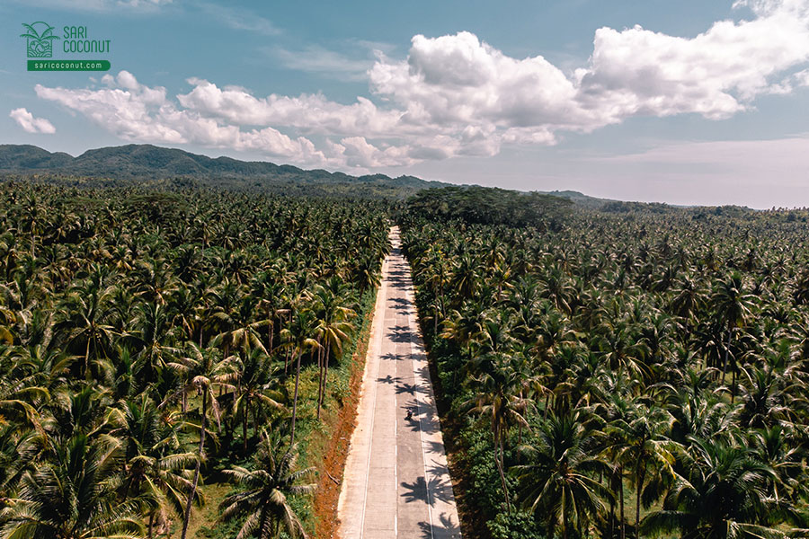 Facts About Coconut in Indonesia that You Should Know