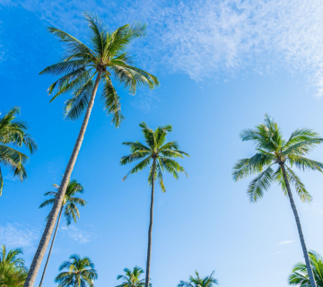 indonesia coconut tree