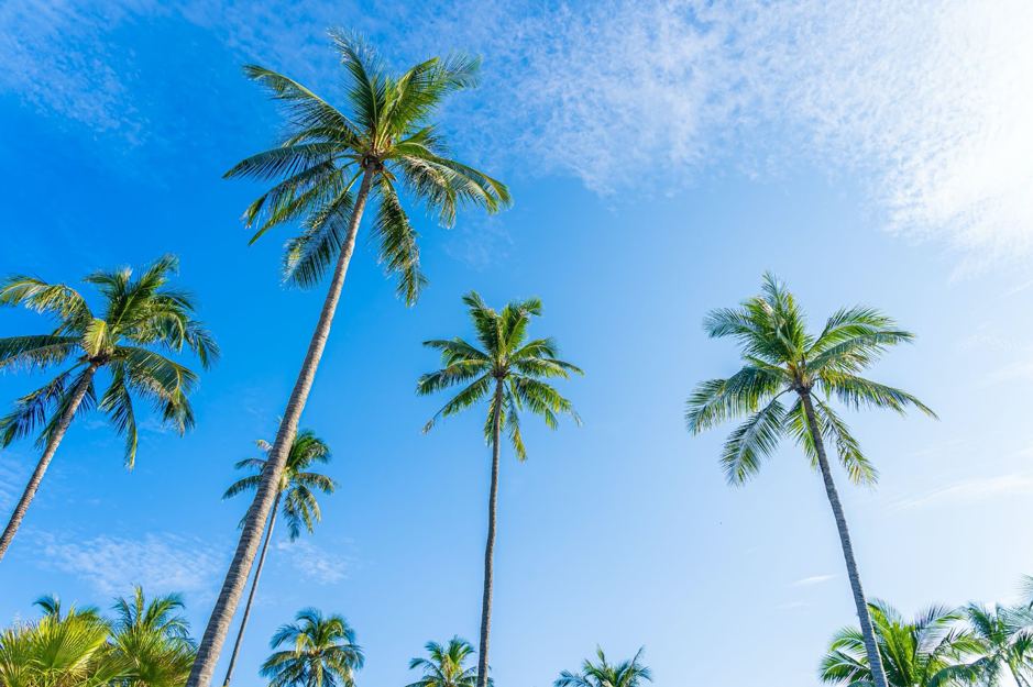 indonesia coconut tree