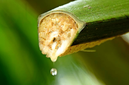 Coconut Sugar Made of