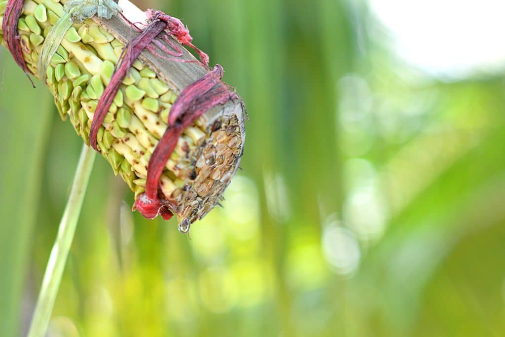 The art of coconut tapping