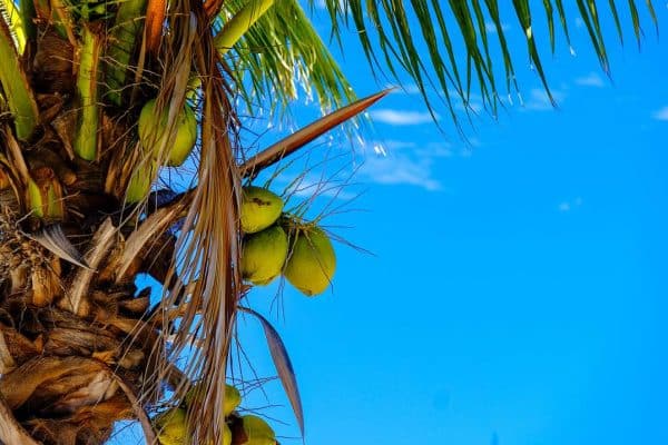 coconut sap coconut sap