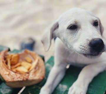 Can Dogs Eat Desiccated Coconut Here's The Answer!