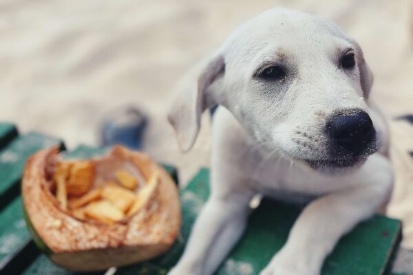 Can Dogs Eat Desiccated Coconut Here's The Answer! Can Dogs Eat Desiccated Coconut Here's The Answer!