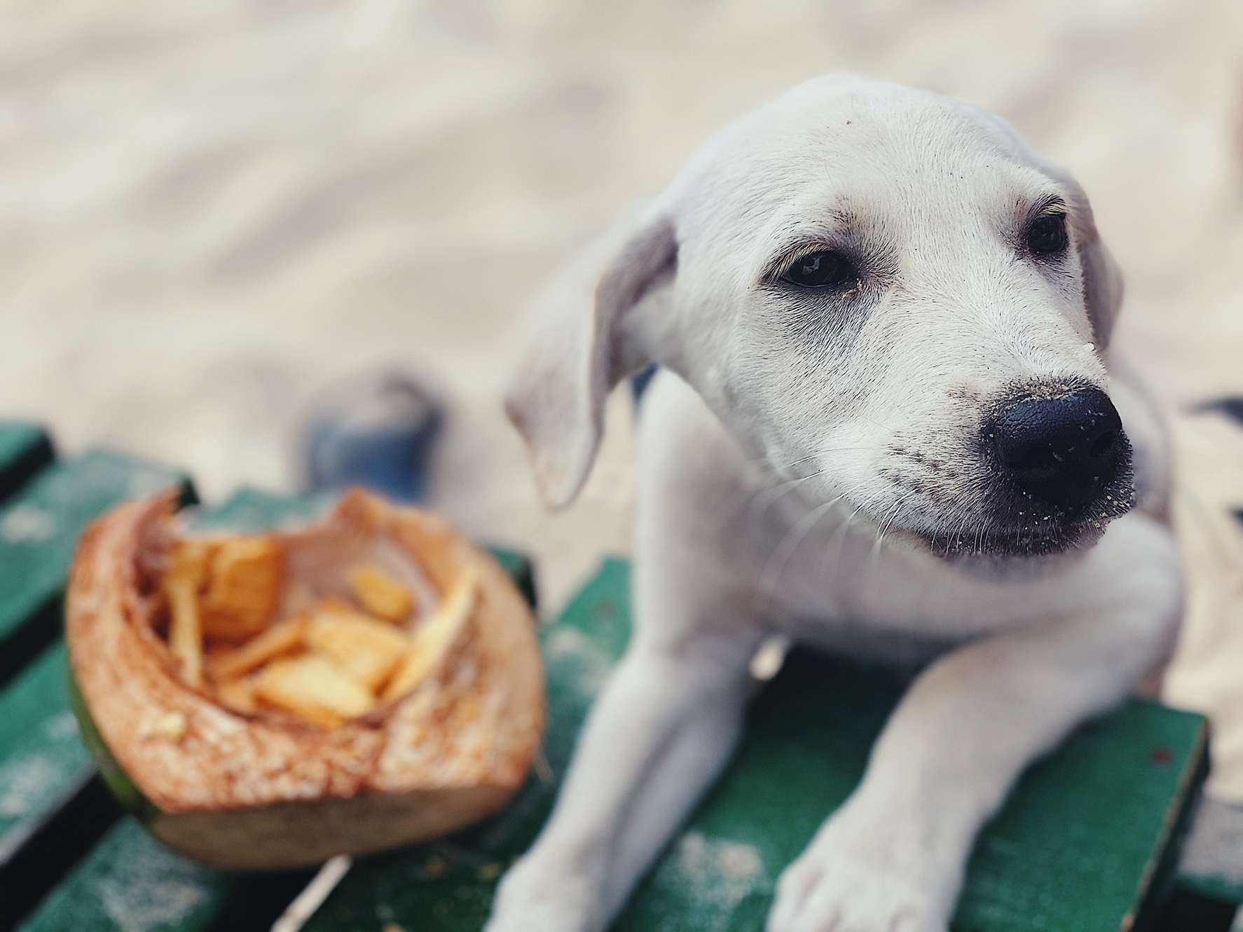 Can dogs eat coconut ice cream best sale