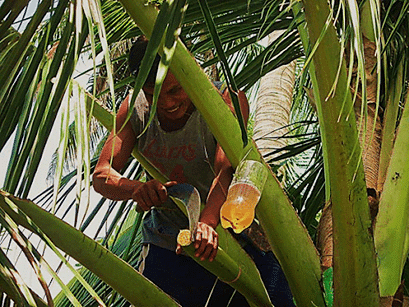 Selecting Mature Coconut for Tapping
